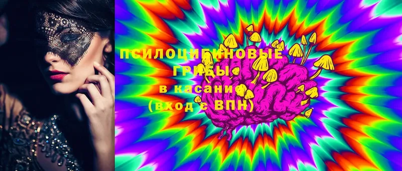 Галлюциногенные грибы Psilocybe  Донской 